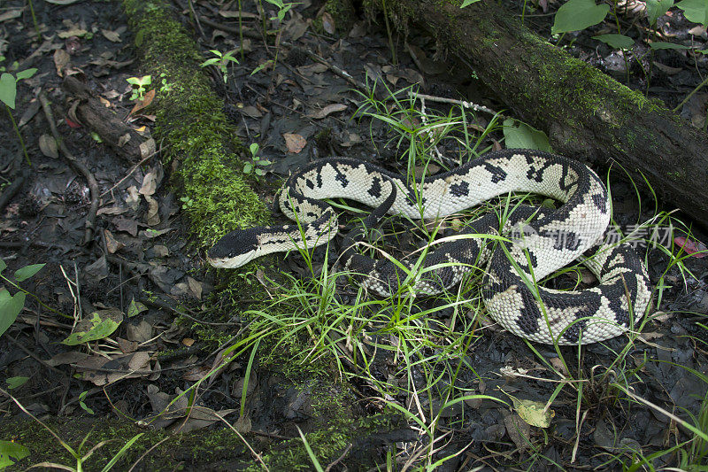 热带雨林中一种有毒的黑头巨蝮蛇