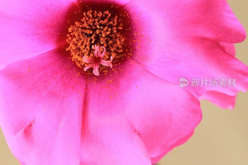 马齿苋属的植物大花蔷薇