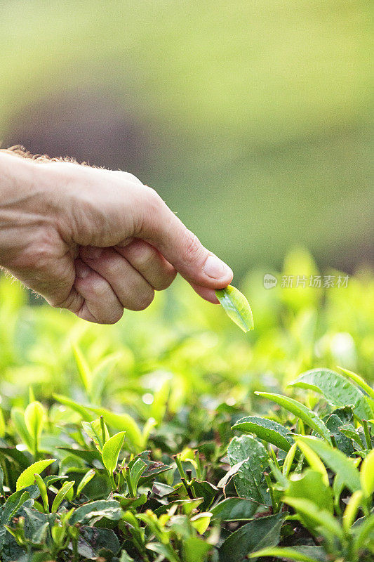 手工检查茶树的叶子