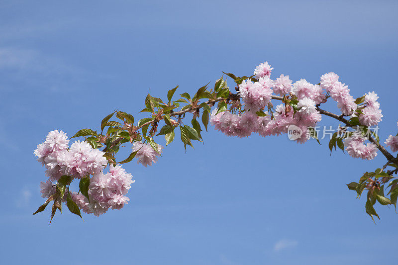 樱桃树开花