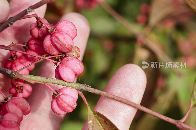 梭形树粉红色浆果，果实鲜美