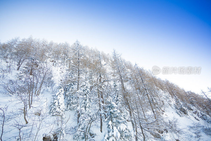 詹纳山顶的高大松树