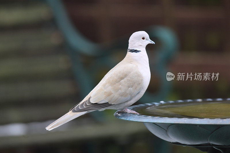 局部链球菌(decaocto链球菌)