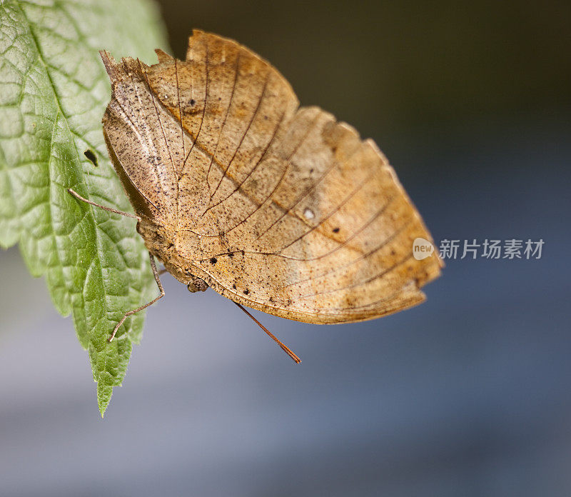 橙色橡树叶或死叶蝴蝶