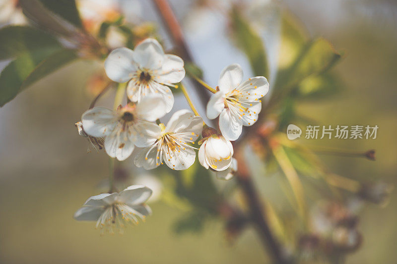 粉红色的小苹果在阳光明媚的春天开花