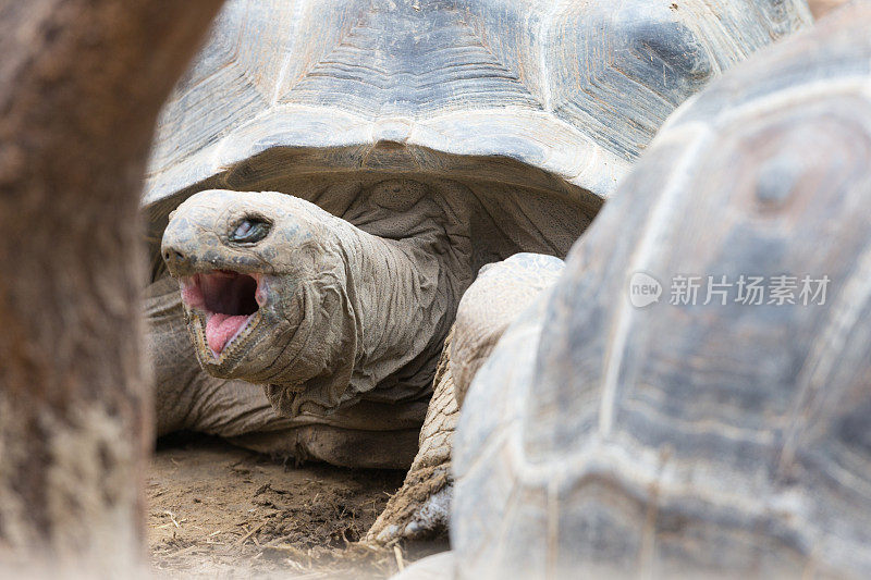 亚达伯拉巨龟-张开的嘴