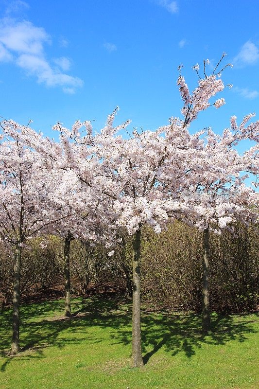 盛开的日本樱桃树