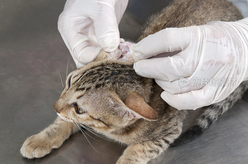 兽医检查年轻虎斑猫的耳垢和感染问题