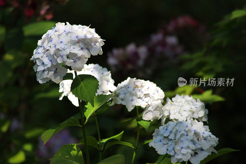 白色的花，白色拖把头绣球花丛的形象