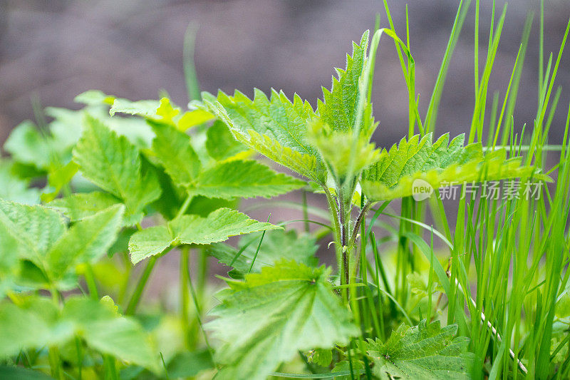 有刺的荨麻和草在后面