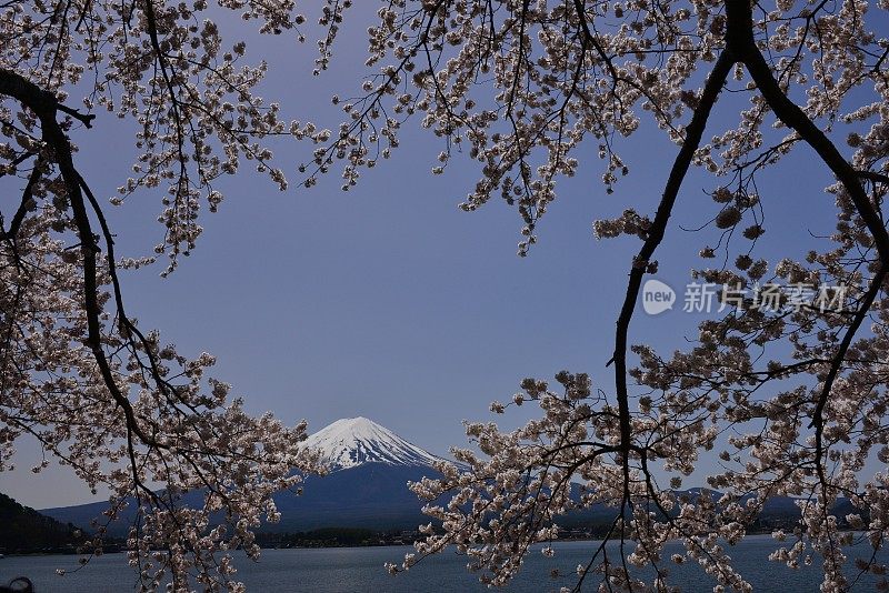 富士山和川口湖的樱花