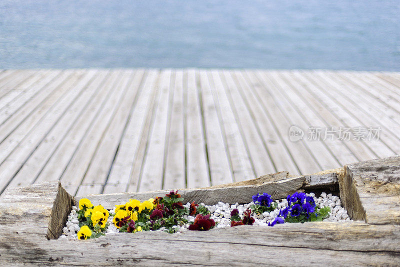 海边的花