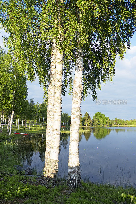 美丽的风景与桦树和松树倒映在湖中，Gastrikland，瑞典