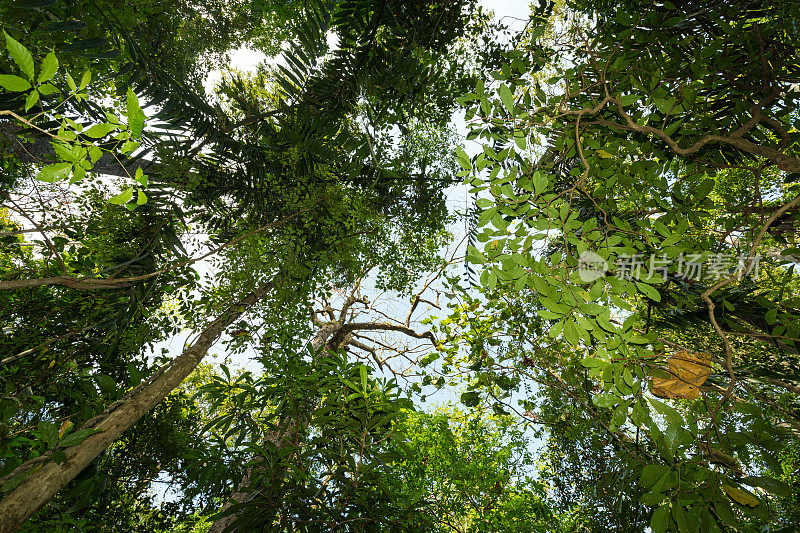 印度尼西亚，北苏拉威西，热带雨林中的树梢