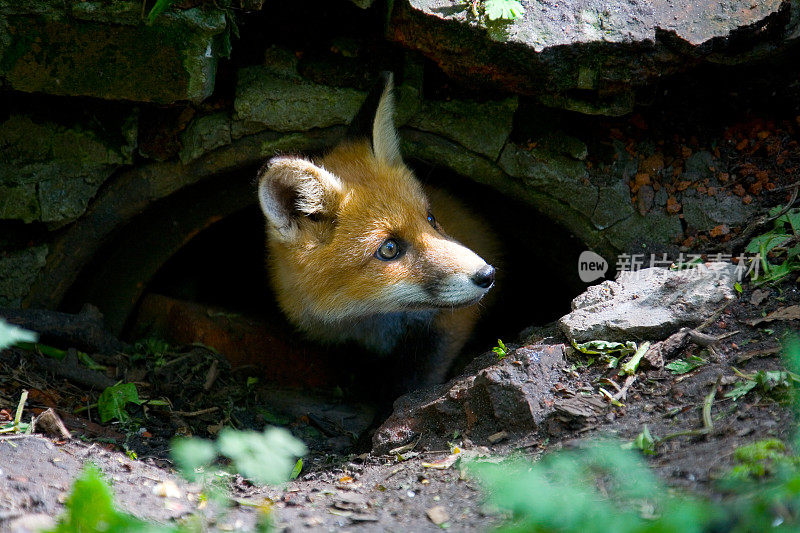 一只毛茸茸的小红狐。