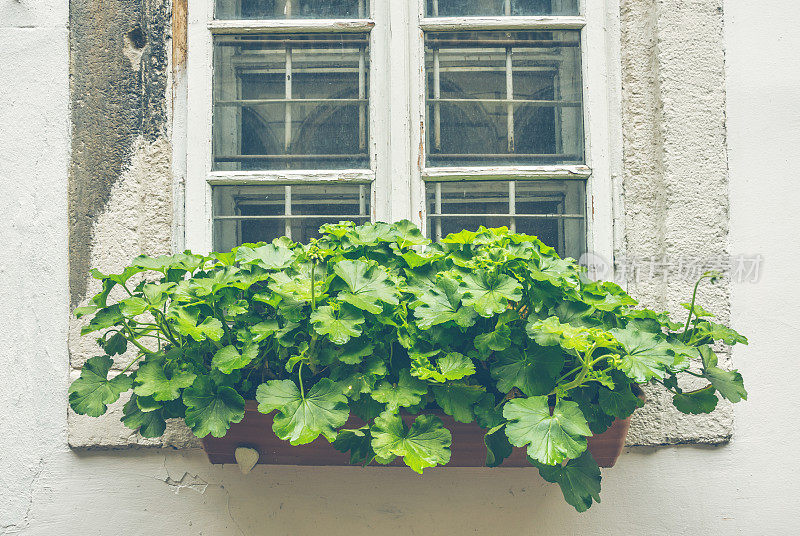 风景如画的旧窗户和窗台上的一盆天竺葵