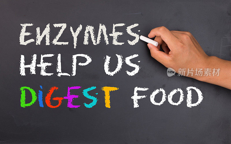 酶帮助我们消化食物
