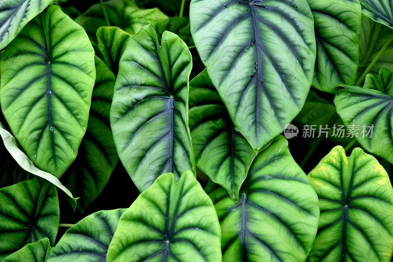 罕见plants-Alocasia