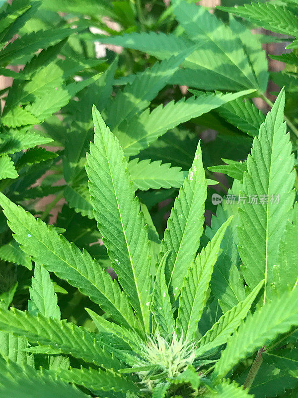 大麻植物，被用作治疗慢性疾病的替代药物。