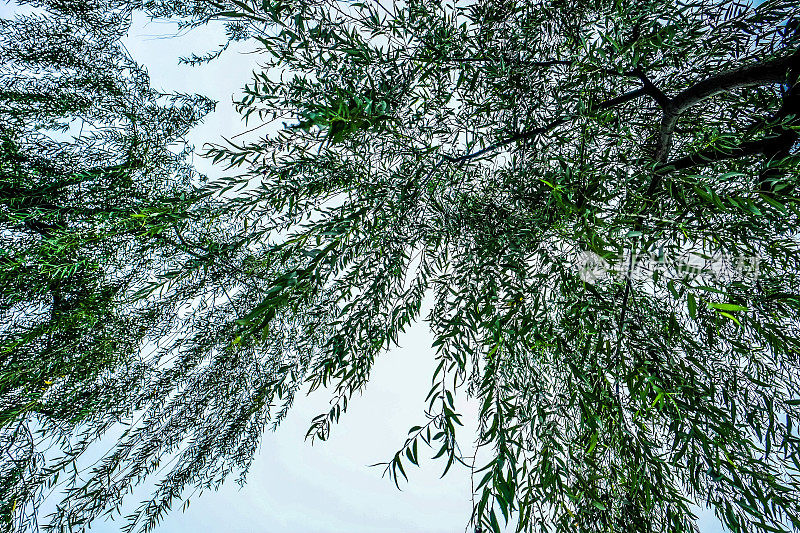 垂柳中国树木与白色的天空背景