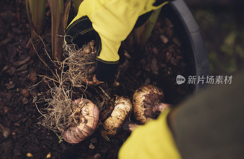 在花园里种植的鳞茎植物