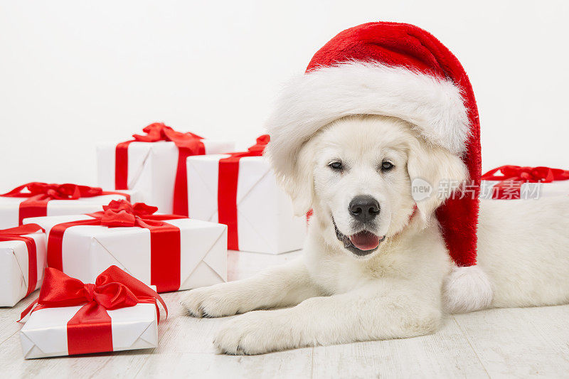 圣诞狗与礼物盒，白寻回圣诞帽，新年动物