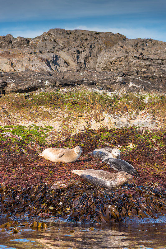 挪威罗浮敦的海滩上，海豹在夏天休息