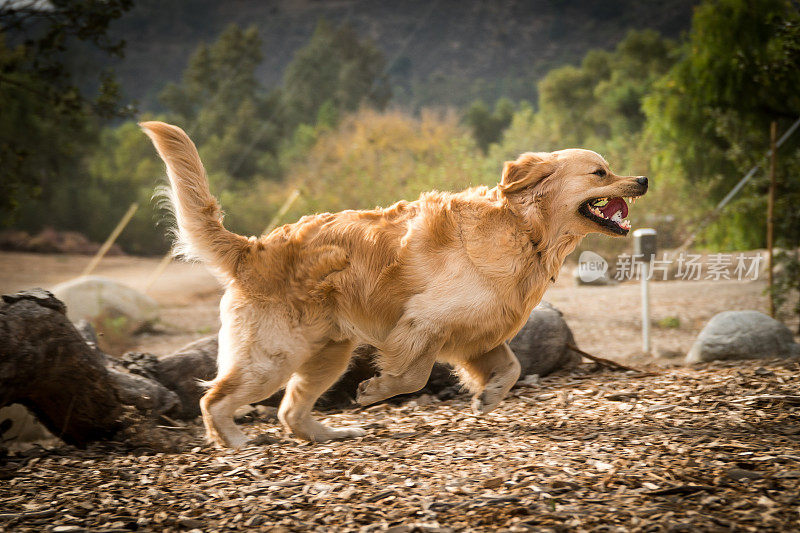 两个金毛寻回犬