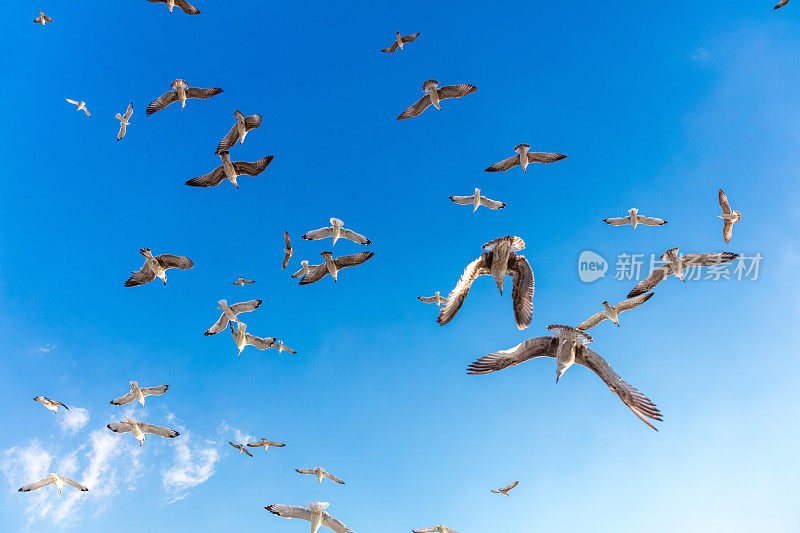 蓝天上的海鸥