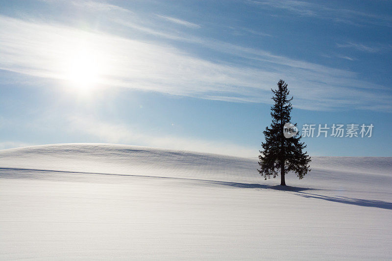松树挺立在白雪皑皑的田野上