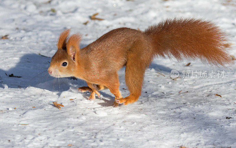 在冬季奔跑的欧亚红松鼠
