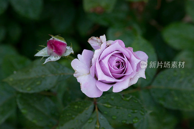 特写紫玫瑰，“波塞冬”，在雨中在加拿大