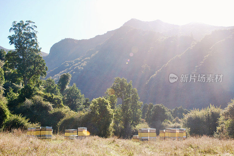 夏天山里的蜂箱