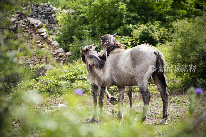 保加利亚Tarpan野马群