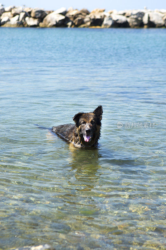 狗在海里游泳。阳光明媚的夏天。

照片
狗在海里游泳。