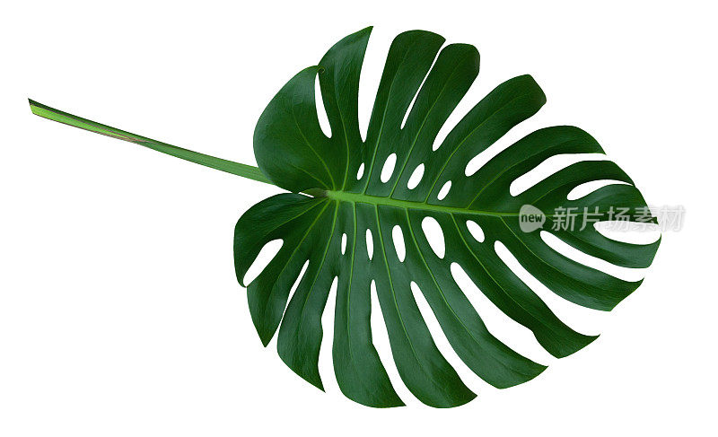 绿色的植物叶与茎，热带常绿藤蔓孤立在白色的背景，包括修剪路径