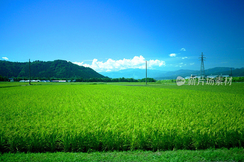 南友沼的稻田
