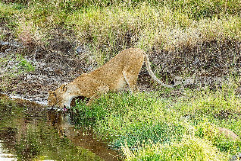 口渴的母狮和幼狮喝水——吐舌头