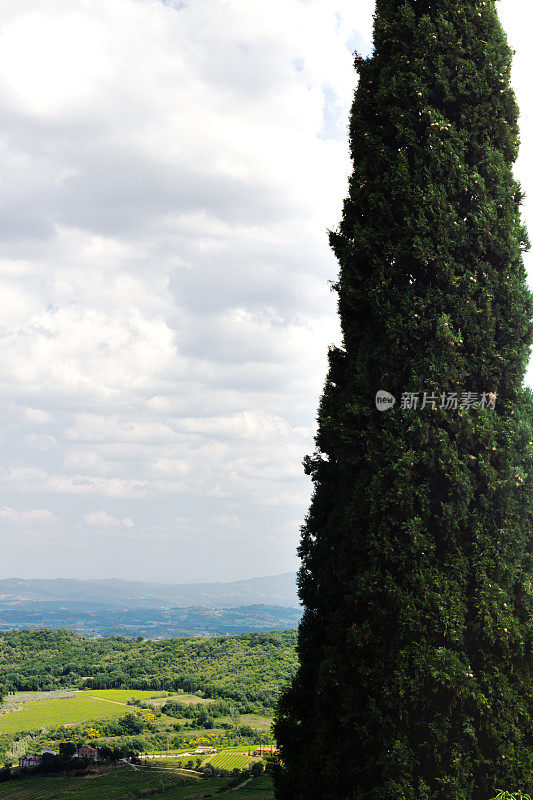 意大利托斯卡纳的蒙特普西亚诺:乡村美景，柏树