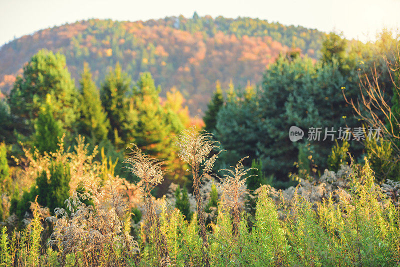 秋天的风景