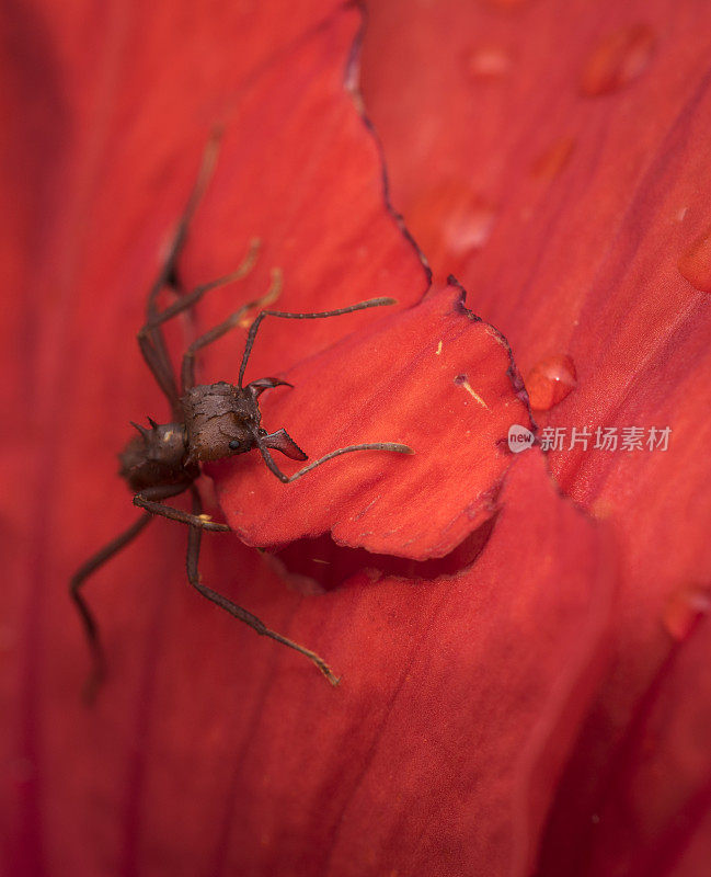 一只红色的大蚂蚁趴在湿漉漉的红色花瓣上
