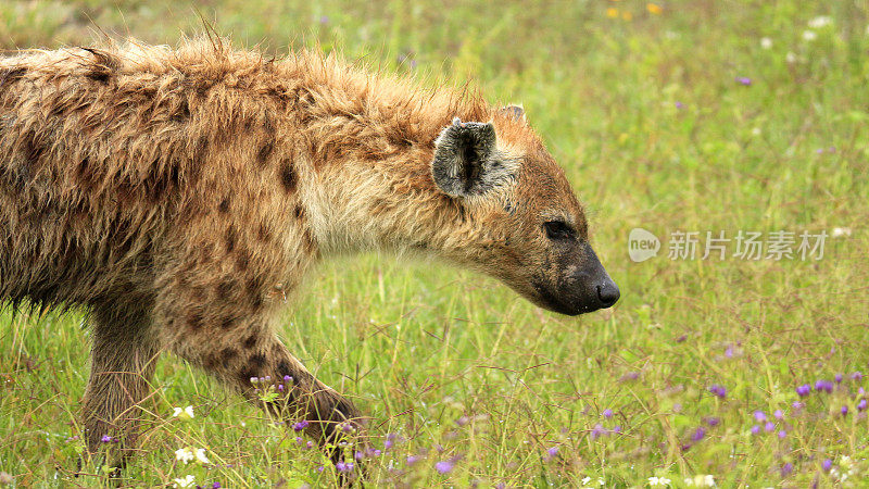 鬣狗斑点坦桑尼亚非洲食肉食腐野生动物自然草原捕食者