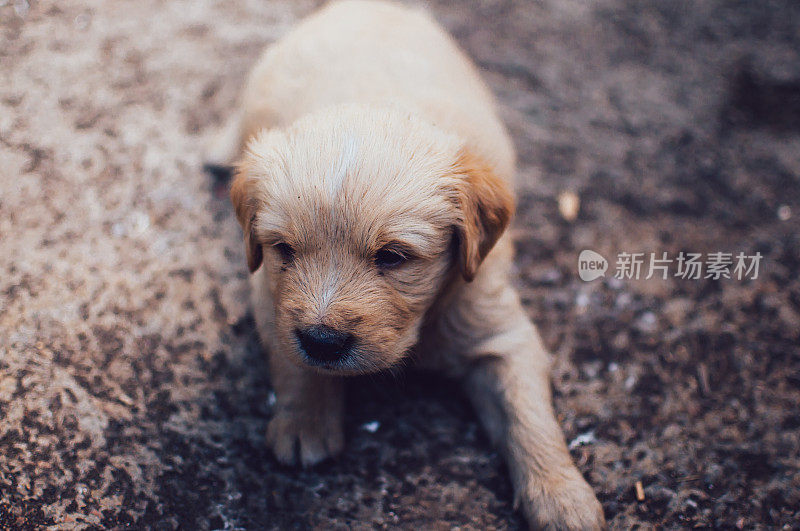 沉睡的小狗寻回犬