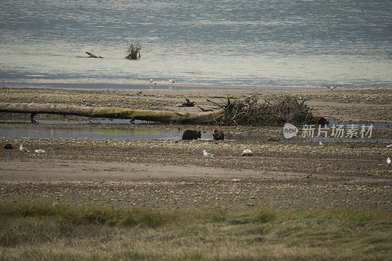 海滩上的熊