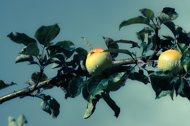 一棵苹果树的树枝，在叶子上结着果实