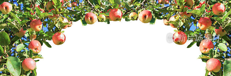 在果园里收获水果苹果，全景