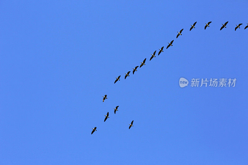 一群加拿大鹅在秋天的蓝天上飞翔
