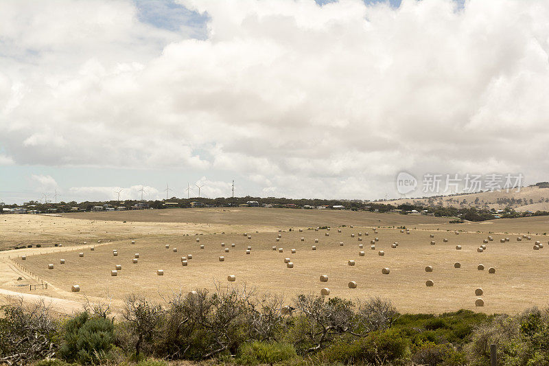 干草包随机场，杰维斯角，弗勒留半岛，南澳大利亚