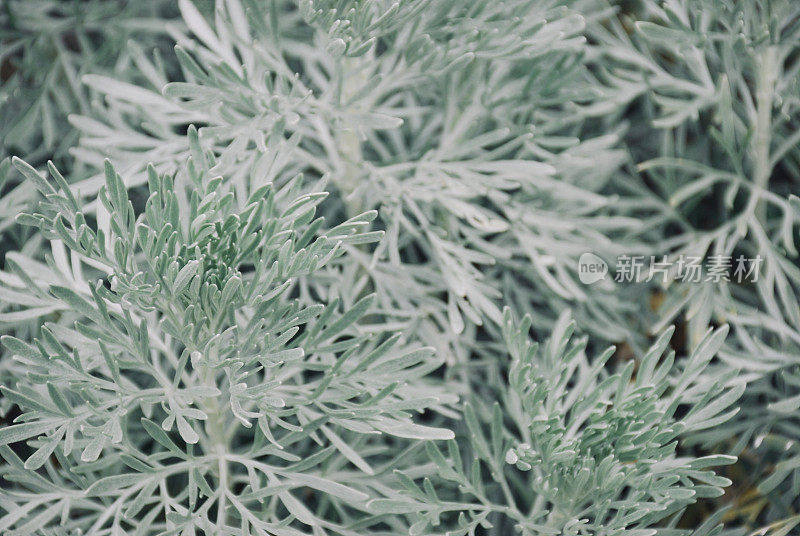 蒿草植物特写自然背景