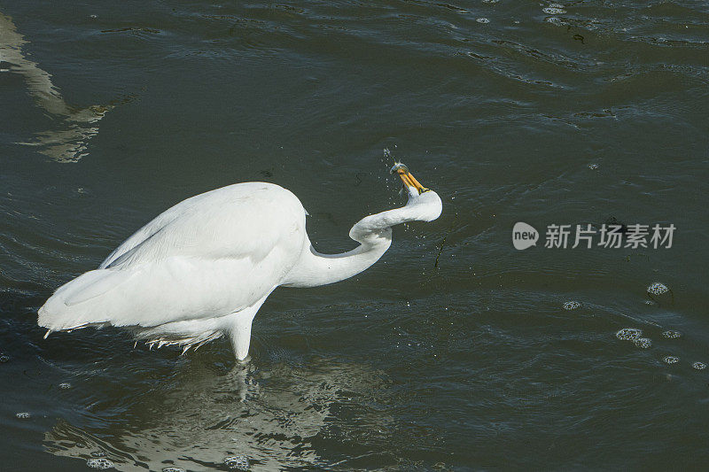 港水中大白鹭和小鱼